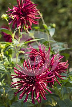 Flowers: Close up of a dark burgundy red Cactus Dahlia `Nuit d`Ete`. 4 photo