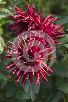 Flowers: Close up of a dark burgundy red Cactus Dahlia `Nuit d`Ete`. 5 photo