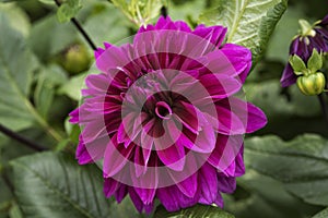 Flowers: Close up of a dark pink, magenta / purple Dahlia `Thomas A. Edison`. 1