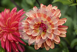 Flowers: Close up of a pale orange streaked with red, Dahlia `Crazy Legs`.  1