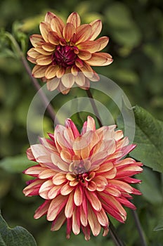Flowers: Close up of a pale orange streaked with red, Dahlia `Crazy Legs`. 2