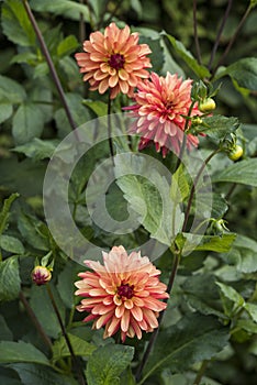 Flowers: Close up of a pale orange streaked with red, Dahlia `Crazy Legs`. 3