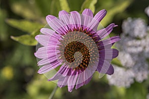 Flowers: A close up of purple Coneflower, Echinacea. 1