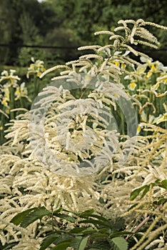 Flowers: Close up of sunlight picking out the off-white Astilbe `Deutschland` 1