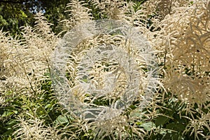 Flowers: Close up of sunlight picking out the off-white Astilbe `Deutschland` 2