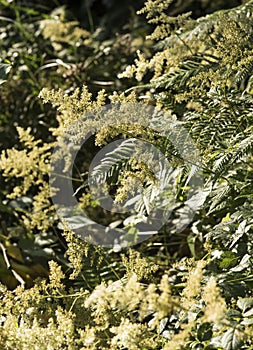 Flowers: Close up of sunlight picking out the off-white Astilbe `Deutschland` 3