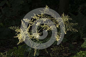 Flowers: Close up of sunlight picking out the off-white Astilbe `Deutschland` 4