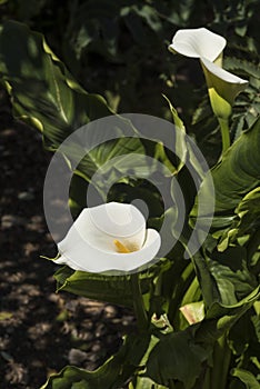 Flowers: Close up of a white Arum Lily, Zantedeschia Aethiopica. 1