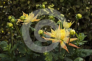 Flowers: Close up of a yellow Dahlia streaked with red. 4