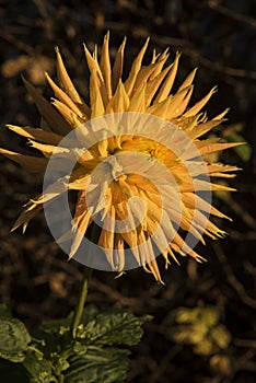 Flowers: Close up of a yellow Dahlia streaked with red. 7