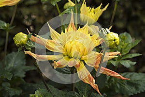 Flowers: Close up of a yellow Dahlia streaked with red. 5 photo