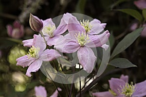 Flowers: Closeup of a pale pink Clematis growing in an English country garden. 4