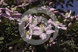 Flowers: Closeup of a pale pink Clematis growing in an English country garden. 1