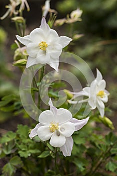 Flowers: Closeup of a White Columbine, Aquilegia `White Star`, ornamental flower. 2