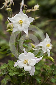 Flowers: Closeup of a White Columbine, Aquilegia `White Star`, ornamental flower. 2 photo