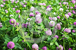 Flowers clover on a meadow