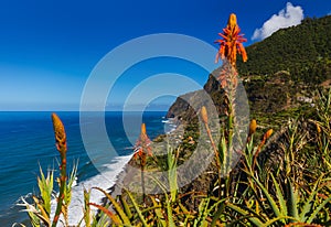 Flowers on coast in Boaventura - Madeira Portugal photo