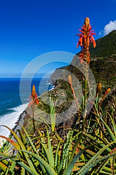 Flowers on coast in Boaventura - Madeira Portugal photo