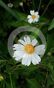 The flowers of cobblers pegs plant.