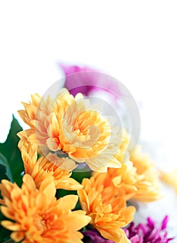 Flowers colorful macro background