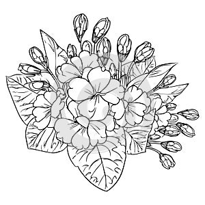 Flowers coloring pages, and book, Vector sketch of primula flower drawing, Hand drawn primrose, botanical leaf bud illustration photo