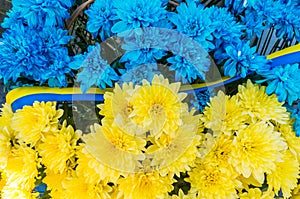 Flowers in the colors of Ukraine flag. Blue and yellow stripes