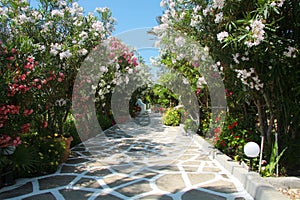 Flowers colors way corridor plants roses