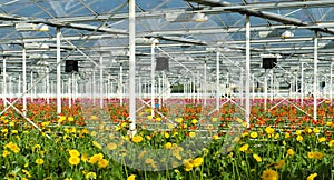 Flowers in a commercial greenhouse