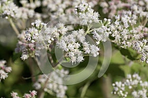 Flowers of a common boneset, Eupatorium perfoliatum