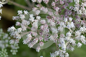 Flowers of a common boneset, Eupatorium perfoliatum