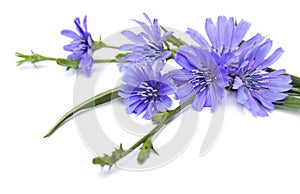 Flowers of common chicory Cichorium intybus white background. Roots used as a coffee substitute and additive