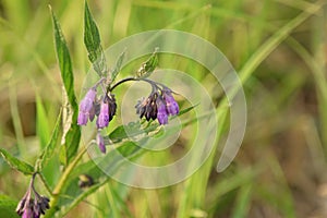 Flowers of Common comfrey