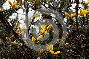 Flowers of common gorse Ulex europaeus