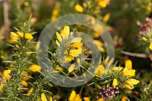 Flowers of common gorse Ulex europaeus