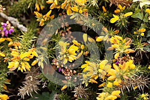 Flowers of common gorse Ulex europaeus