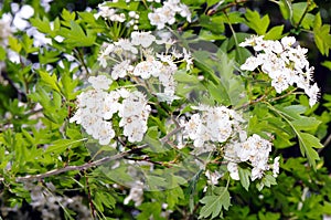 Flowers of common hawthorn (Crataegus monogyna)