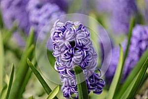 Flowers of common hyacinth blooming in the spring