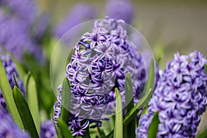 Flowers of common hyacinth blooming in the spring
