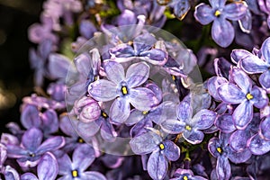 Flowers of Common Lilac `Firmament`
