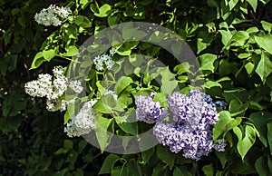 Flowers of common lilac and white lilac on a sunny early morning in spring in May.