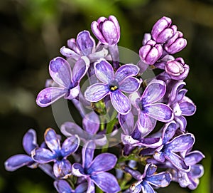 Flowers of Common Lilac `Woodland Blue`