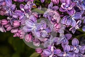 Flowers of Common Lilac â€˜Aucubaefolia`