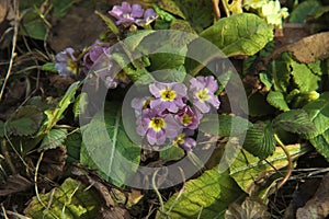 Flowers, common primrose, spring in the garden.