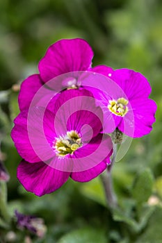 Flowers of Common Rock Cress photo