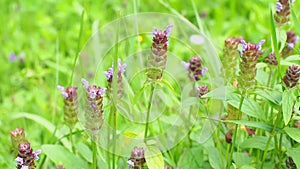 Flowers of a Common Selfheal, Prunella vulgaris growing on field