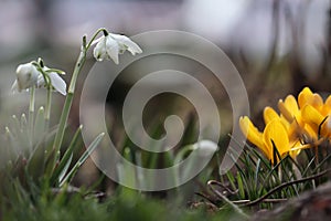 Flowers of Common snowdrop or Galanthus nivalis (cultivar Flore Pleno) and yellow crocuses