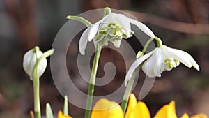 Flowers of Common snowdrop or Galanthus nivalis (cultivar Flore Pleno) and yellow crocuses