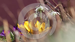 Flowers of Common snowdrop or Galanthus nivalis (cultivar Flore Pleno) and yellow crocuses