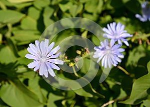 Flowers of common succory Cichorium intybus L