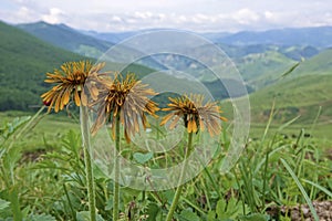 Flowers of Compositae